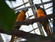 Nowa woliera dla ar już jest w palmiarni