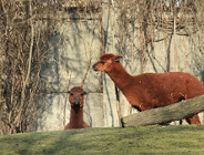 Nowe oblicze zwierzyńca