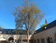 Nowe pomniki przyrody