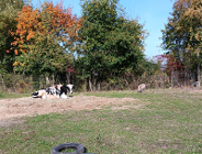 Nowe Zoo od "kuchni"