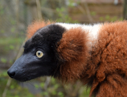 Nowości w ogrodzie zoologicznym