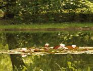 O związkach roślin z ludźmi