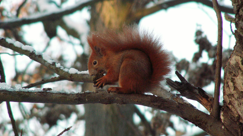 Fot. Ogród Dendrologiczny Uniwersytetu Przyrodniczego w Poznaniu