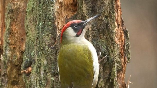 Dzięcioł zielony (Picus viridis), fot. Urząd Miasta Poznania