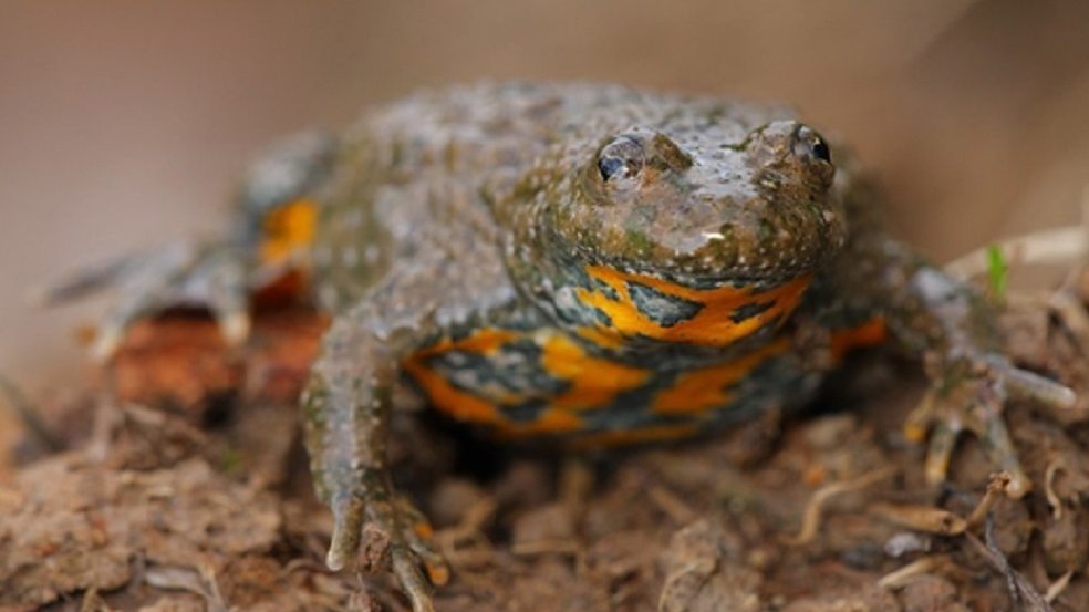 Kumak nizinny (Bombina bombina), fot. Urząd Miasta Poznania