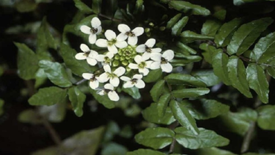 Rukiew wodna (Nasturtium officinale), fot. Urząd Miasta Poznania