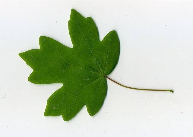 Fot. Rada Osiedla Wilda - grafika artykułu