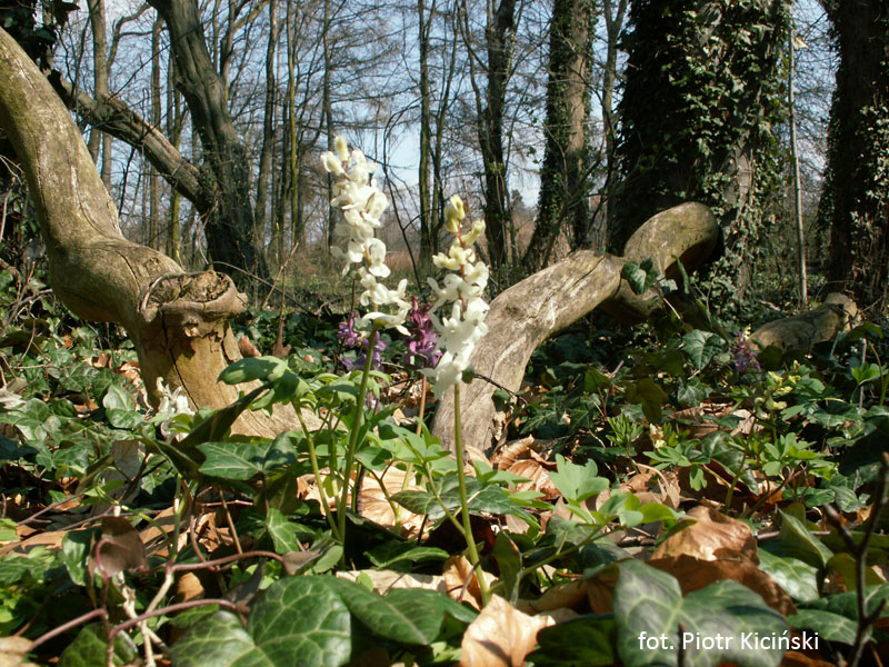 Fot. Piotr Kiciński, Ogród Dendrologiczny w Poznaniu - grafika artykułu