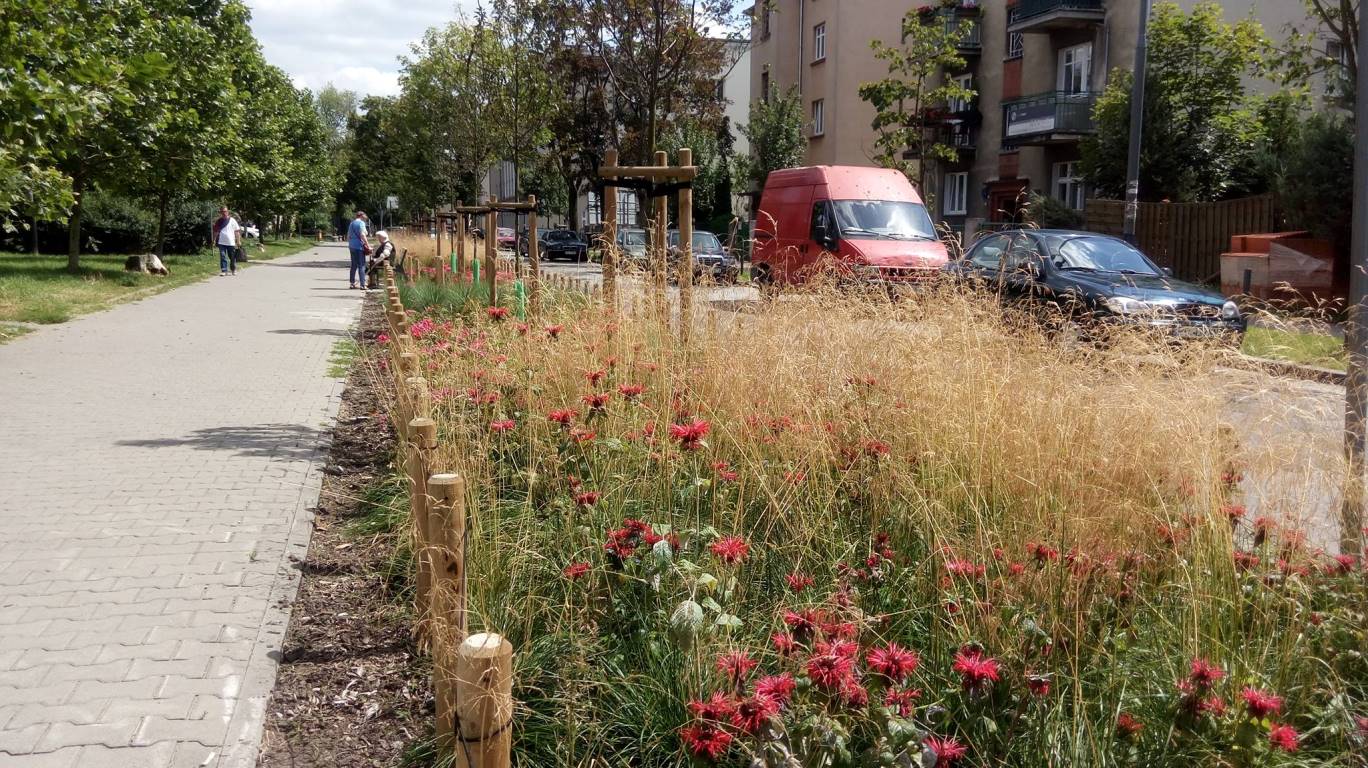fot. Zieleń przyuliczna Poznania - grafika artykułu
