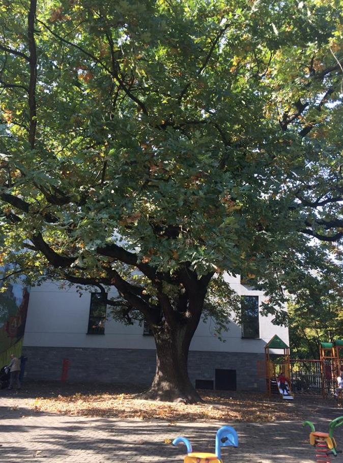 Fot. Rada Osiedla Wilda - grafika artykułu