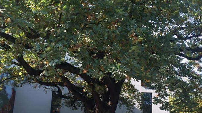 Fot. Rada Osiedla Wilda