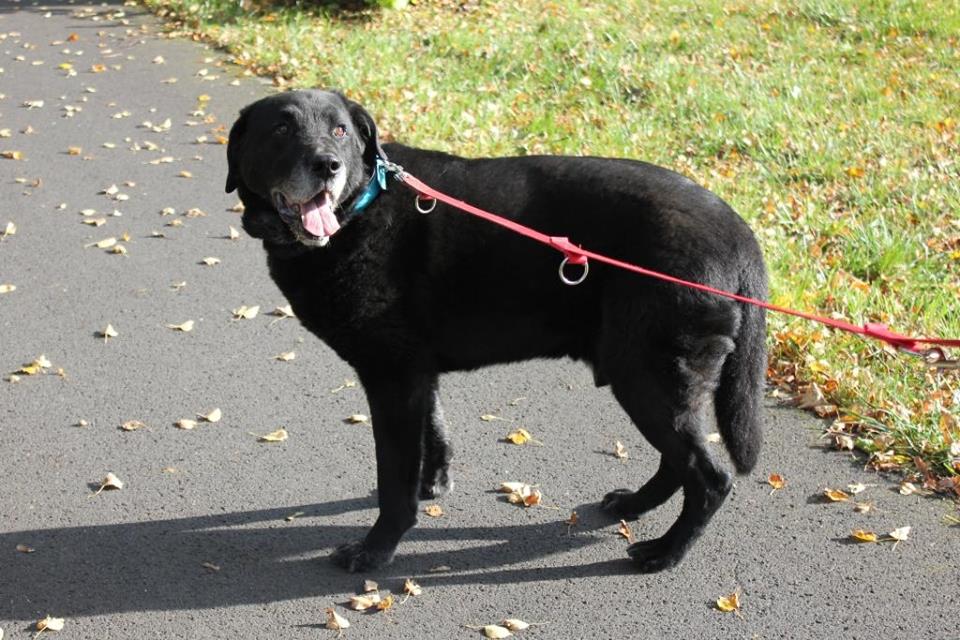 Fot. Schronisko dla Zwierząt w Poznaniu - grafika artykułu