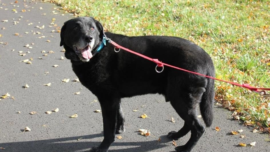 Fot. Schronisko dla Zwierząt w Poznaniu