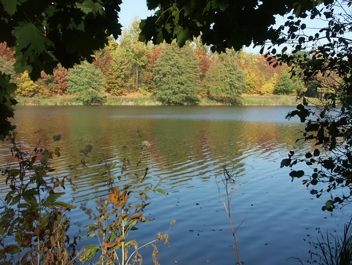 Fot. Zakład Lasów Poznańskich - grafika artykułu