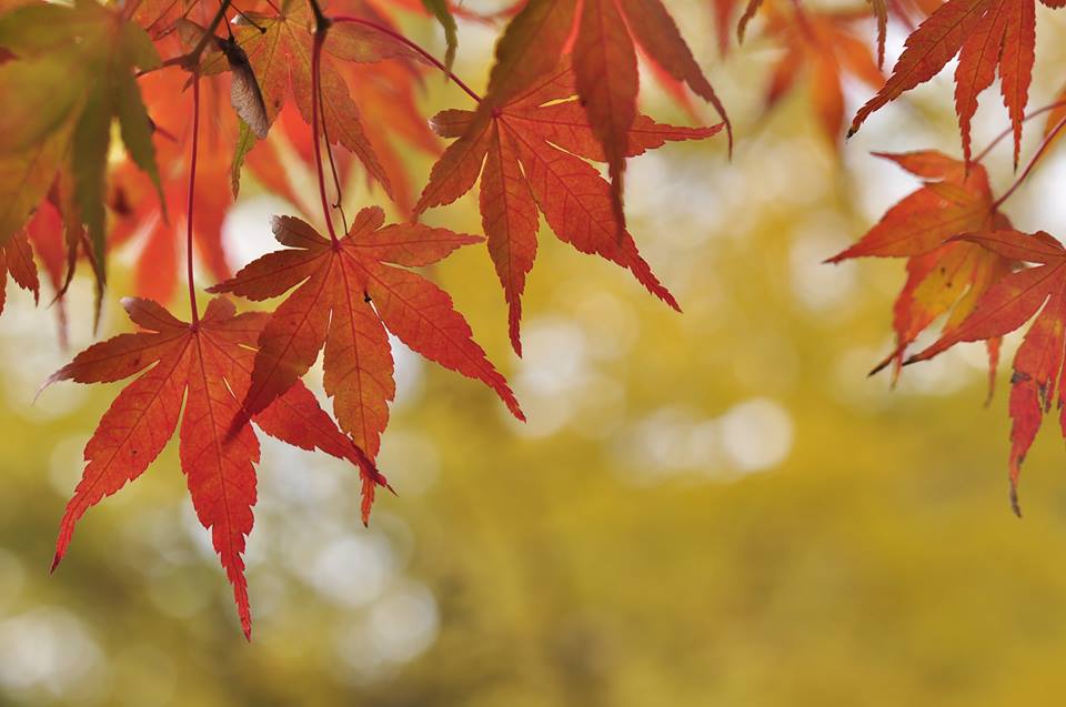Fot. Ogród Botaniczny UAM - grafika artykułu