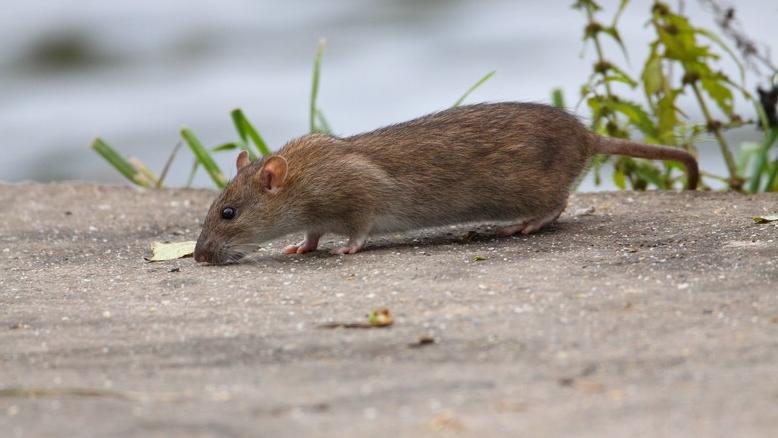 fot. Wikipedia - grafika artykułu