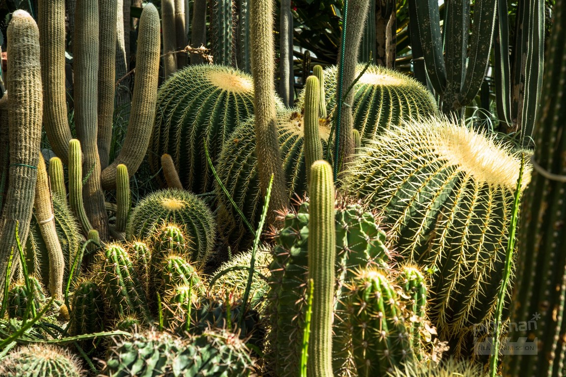 fot. Poznan Film Commission - grafika artykułu