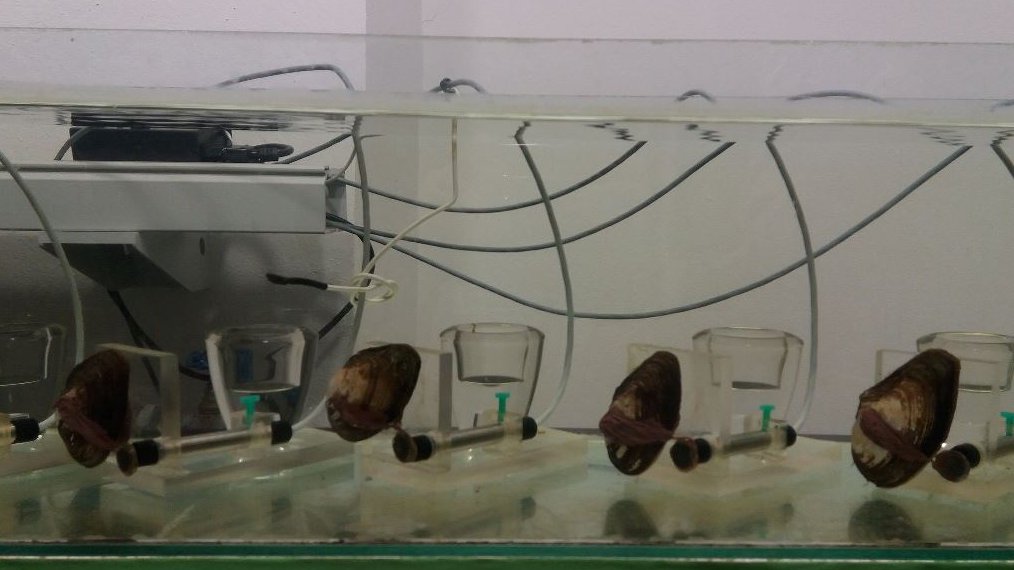 Małże wykorzystywane do monitorowania czystości wody w Stacji Uzdatniania Wody w Mosinie, fot. J. Gładysiak