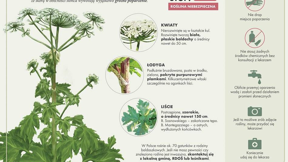 Źródło: Straż Miejska Miasta Poznania