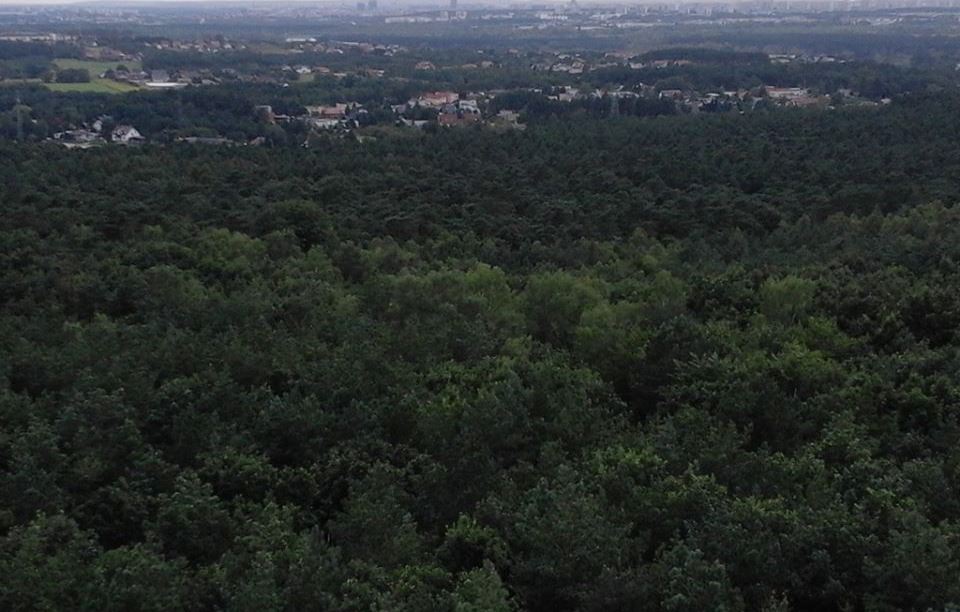 Widok z wieży na Dziewiczej Górze, fot. Mateusz Malinowski - grafika artykułu