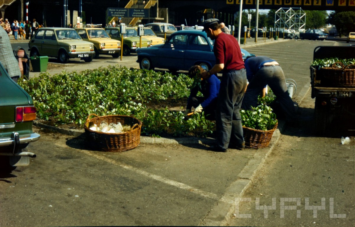 Sadzenie kwiatów na placu przed budynkiem dworca kolejowego Poznań Główny, lata 80. XX wieku, fot. CYRYL - grafika artykułu