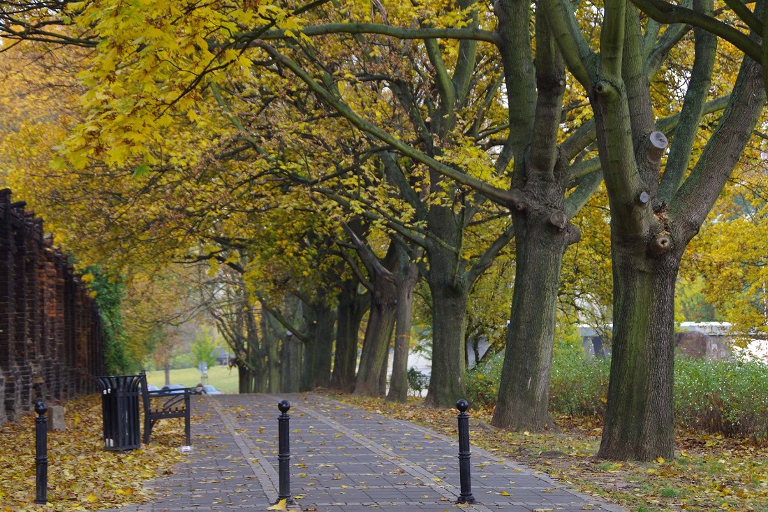 Fot. materiały organizatorów - grafika artykułu