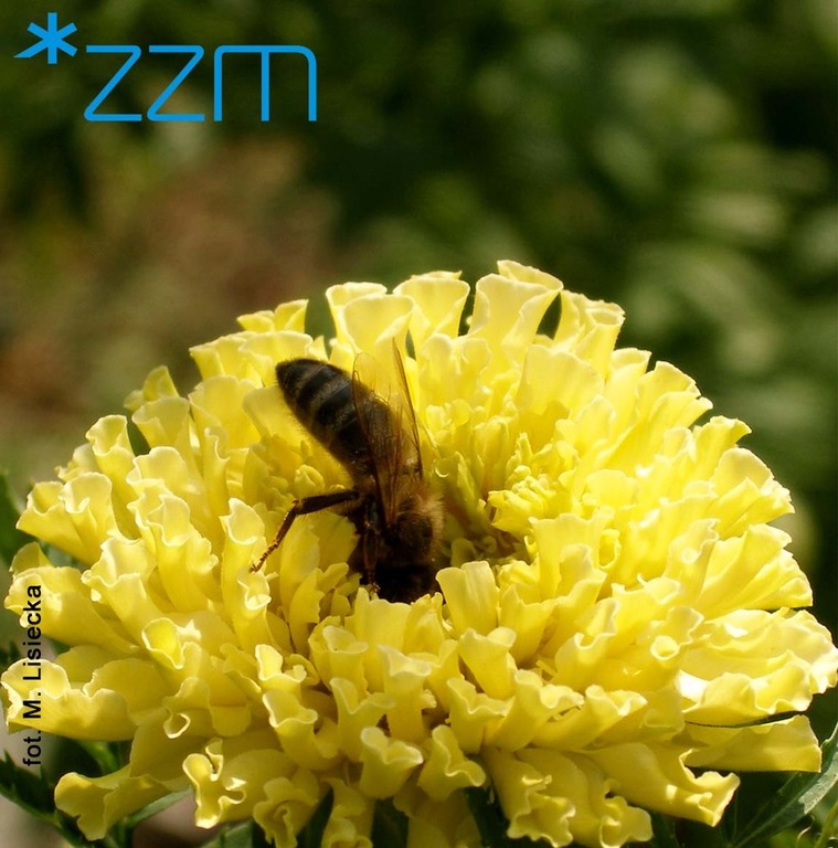 fot. M. Lisiecka/ZZM - grafika artykułu