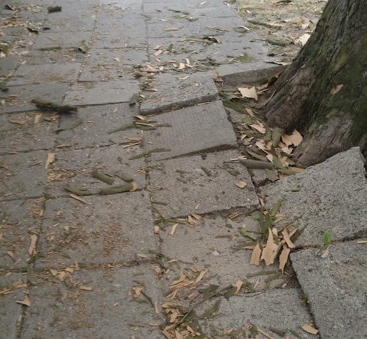 Fot. Rada Osiedla Wilda - grafika artykułu