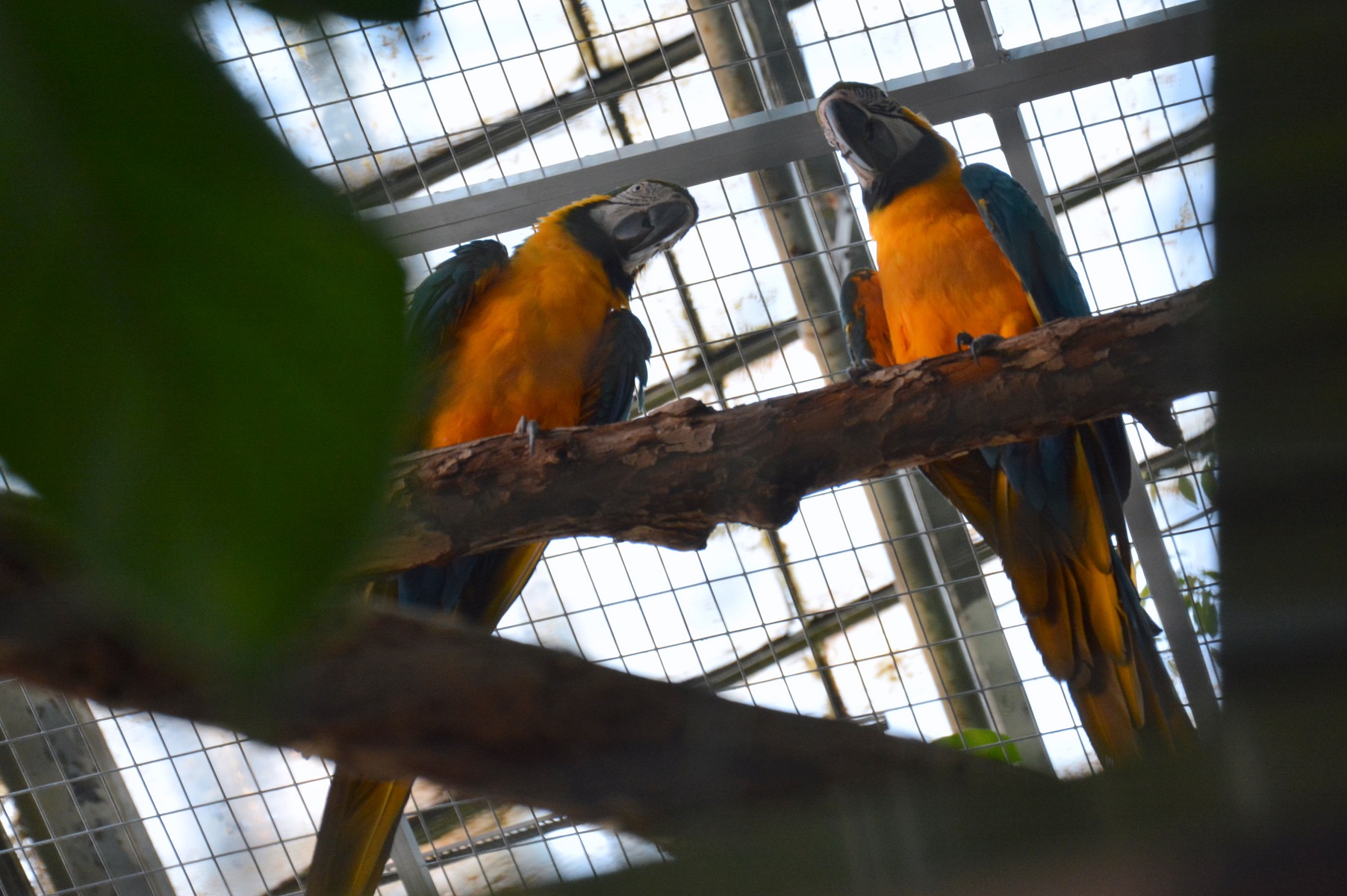 fot. Poznan.pl - grafika artykułu