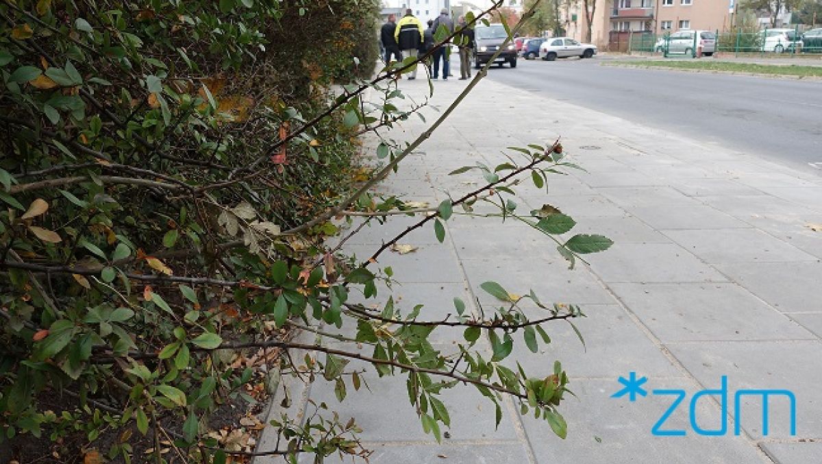 fot. ZDM Poznań - grafika artykułu