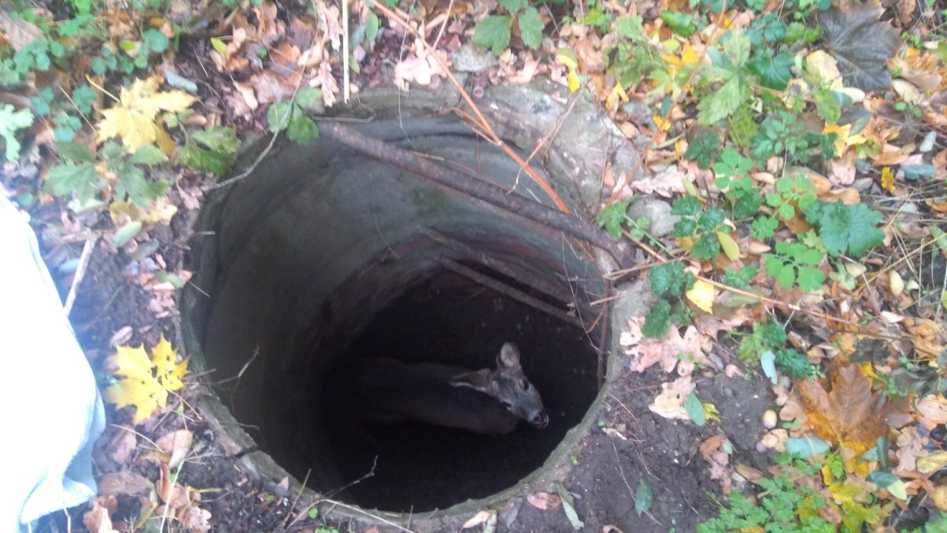 Fot. Straż Miejska - grafika artykułu