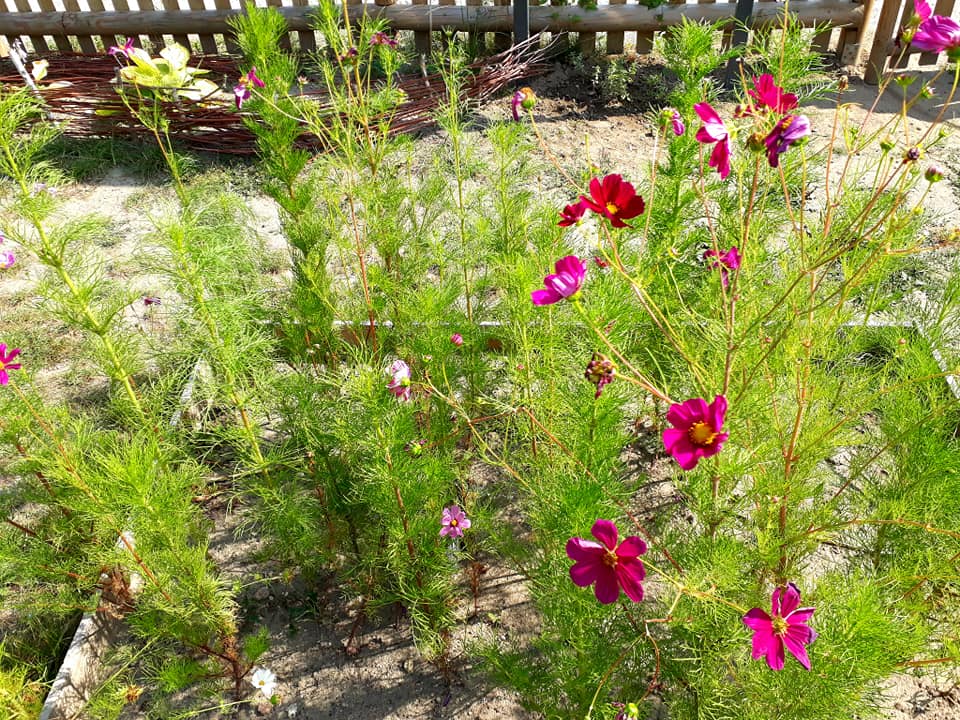 Fot. Grunwaldzki Ogród Społeczny - grafika artykułu