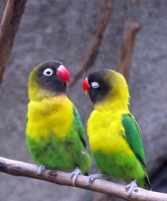 Fot. Palmiarnia Poznańska - grafika artykułu