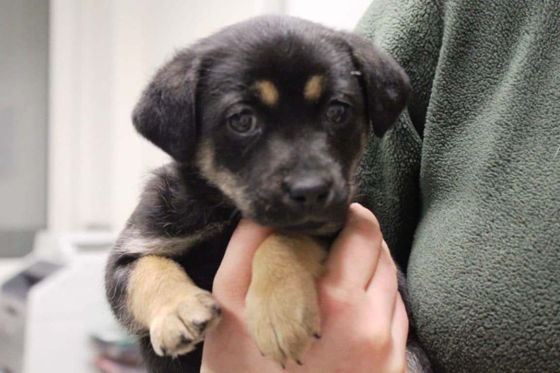 fot. Schronisko.com - grafika artykułu