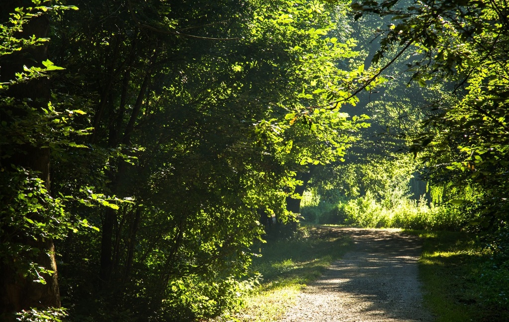 Park Leśny Dębina, fot. Poznan Film Commission - grafika artykułu