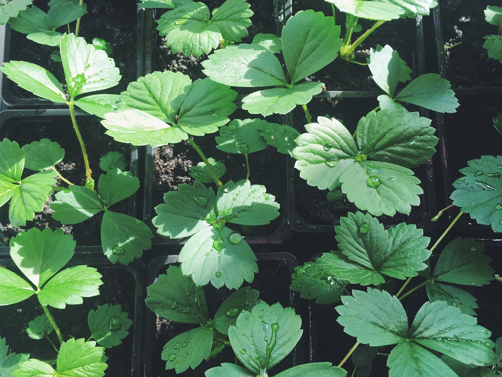 Fot. materiały organizatorów - grafika artykułu