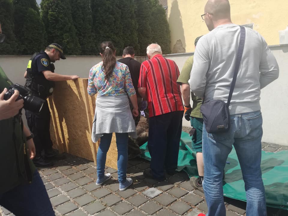 Fot. Straż Miejska Miasta Poznania - grafika artykułu