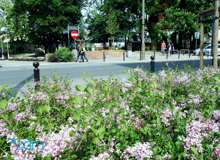 fot. ZDM - grafika artykułu