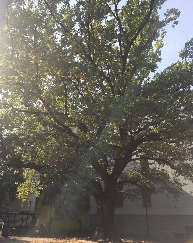 Dąb "Krzysztof", fot. Rada Osiedla Wilda - grafika artykułu