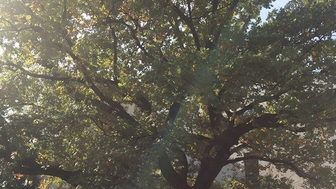 Dąb "Krzysztof", fot. Rada Osiedla Wilda