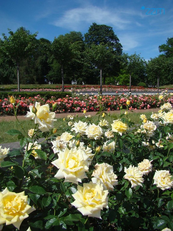 fot. ZZM - grafika artykułu