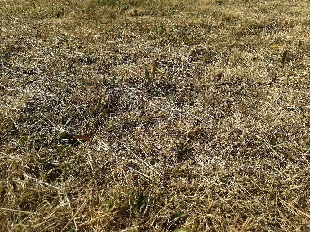 Fot. M. Malinowski - grafika artykułu