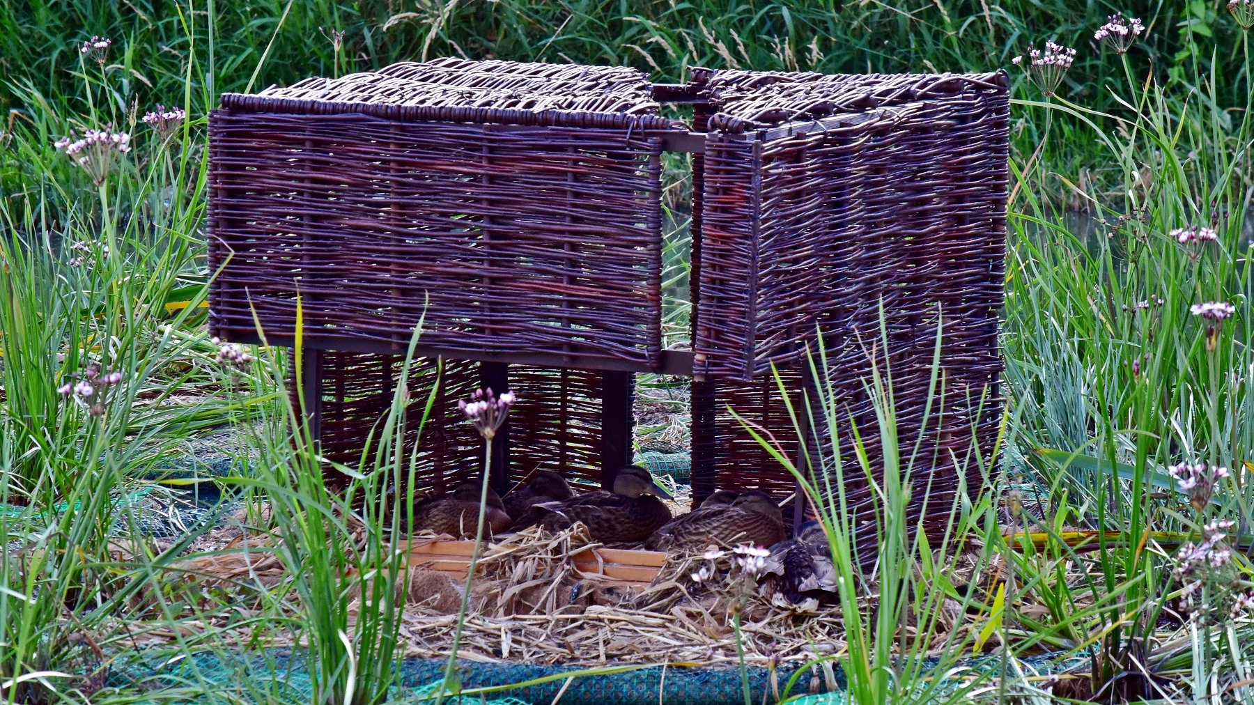 Na rzece Cybinie, w sąsiedztwie Bramy Poznania, pojawiły się pływające ogrody/ fot. Maciej Krajewski