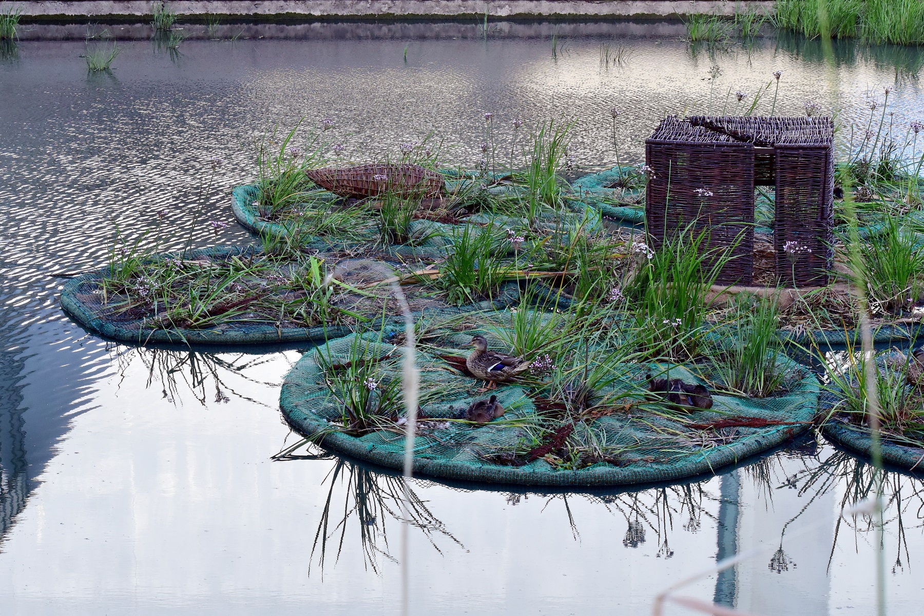 Na rzece Cybinie, w sąsiedztwie Bramy Poznania, pojawiły się pływające ogrody/ fot. Maciej Krajewski - grafika artykułu