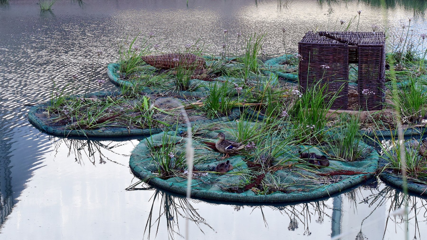 Na rzece Cybinie, w sąsiedztwie Bramy Poznania, pojawiły się pływające ogrody/ fot. Maciej Krajewski