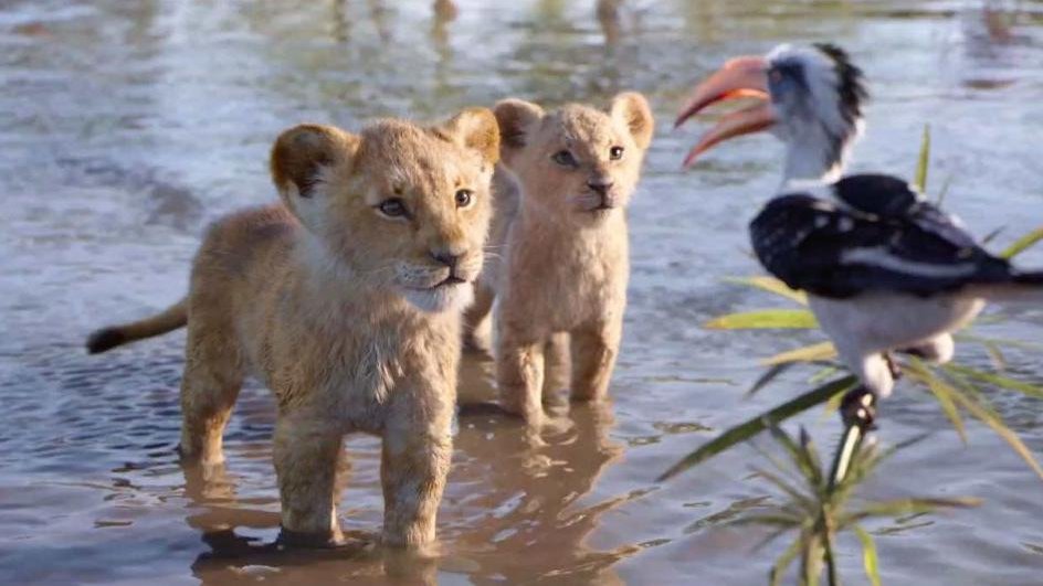 "Król Lew" przez cały weekend w poznańskich kinach, fot. materiały dystrybutora