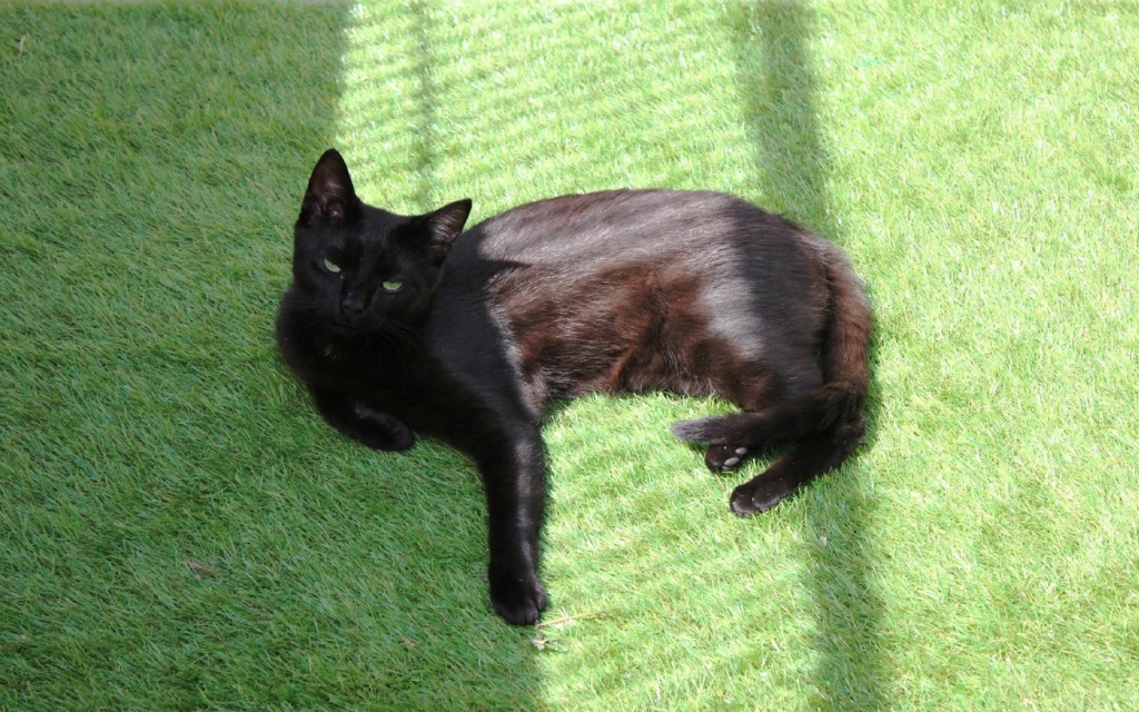 Fot. Schronisko dla zwierząt w Poznaniu - grafika artykułu