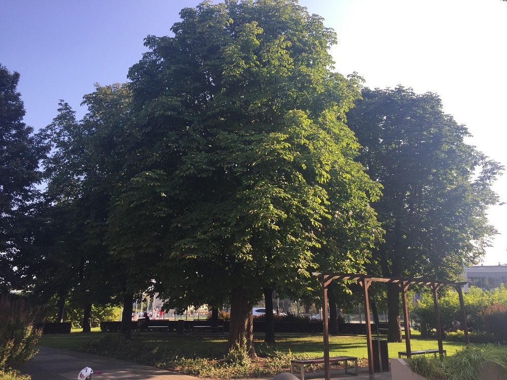 Kasztanowce u zbiegu ullic Królowej Jadwigi i Strzeleckiej, przesadzone w 2002 roku - grafika artykułu