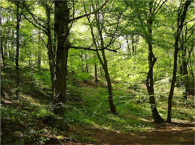 Fot. Zakład Lasów Poznańskich - grafika artykułu