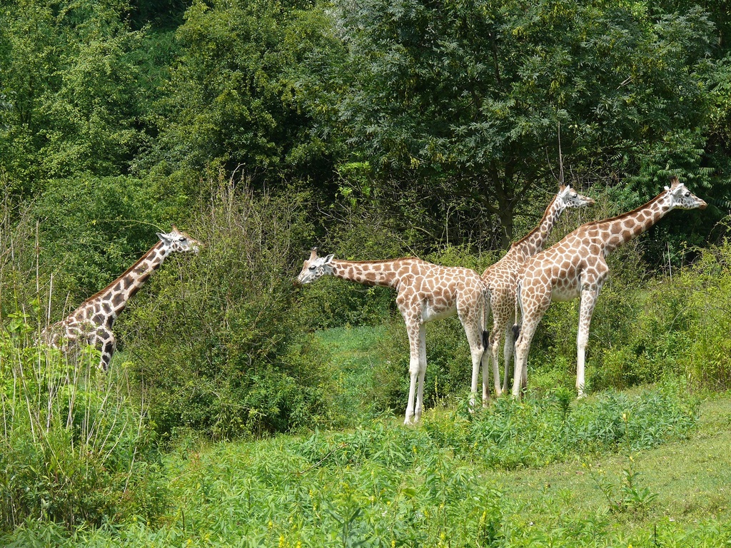 Pożegnanie lata w zoo fot Marian Bątkiewicz - grafika artykułu